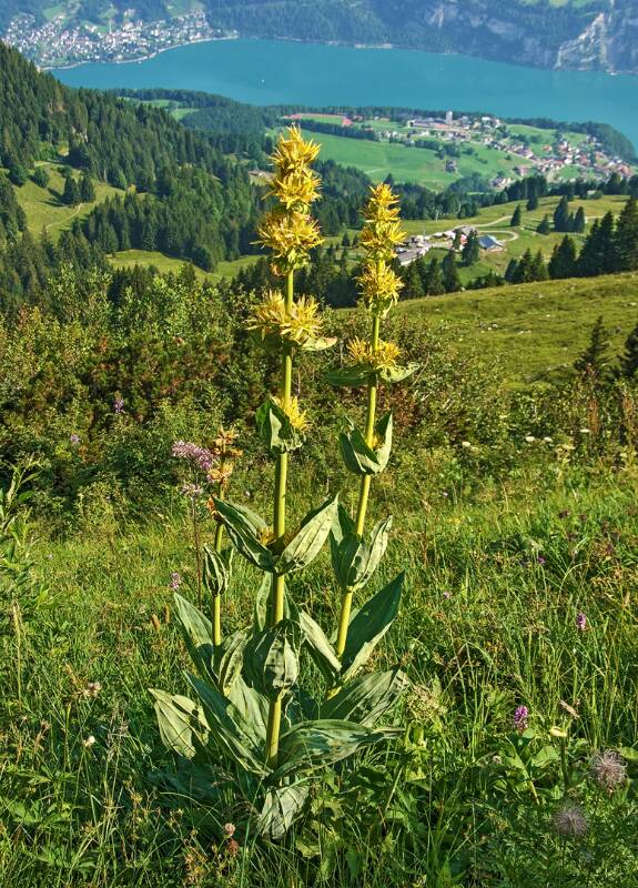 250705-Wanderung-Nuenchamm-ab-Habergschwaend-05380_1_205_ek_Balanced