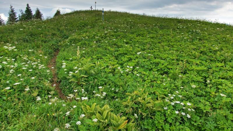 250705-Wanderung-Nuenchamm-ab-Habergschwaend-05407_8_905_ek_Balanced