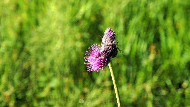 250629-Wanderung-Furggelenstock-ab-Brunnii-05248_49_5005_ek_Balanced