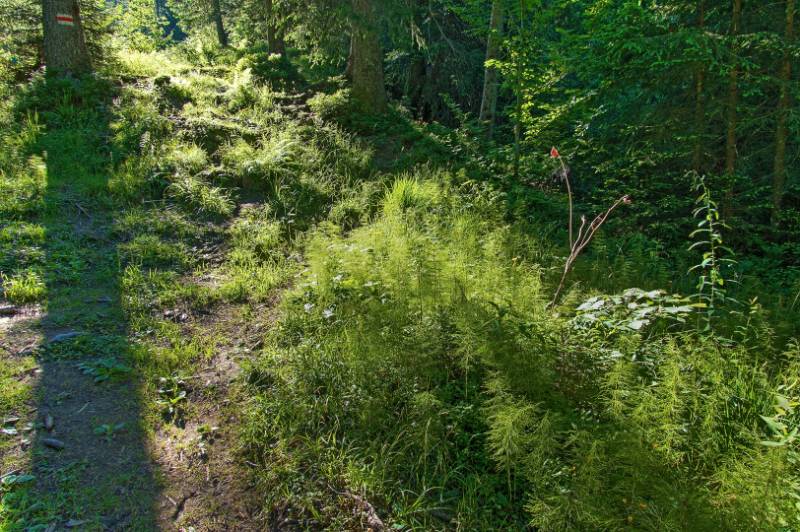 250629-Wanderung-Furggelenstock-ab-Brunnii-05260_1_205_ek_Balanced