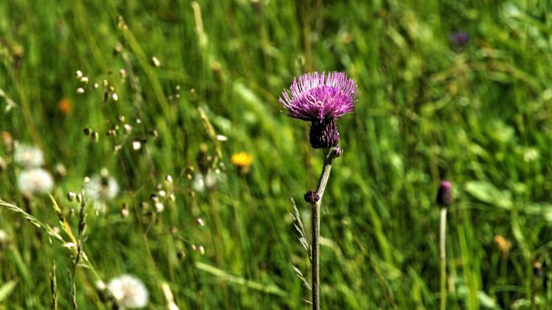 250629-Wanderung-Furggelenstock-ab-Brunnii-05353_4_505_ek_Balanced
