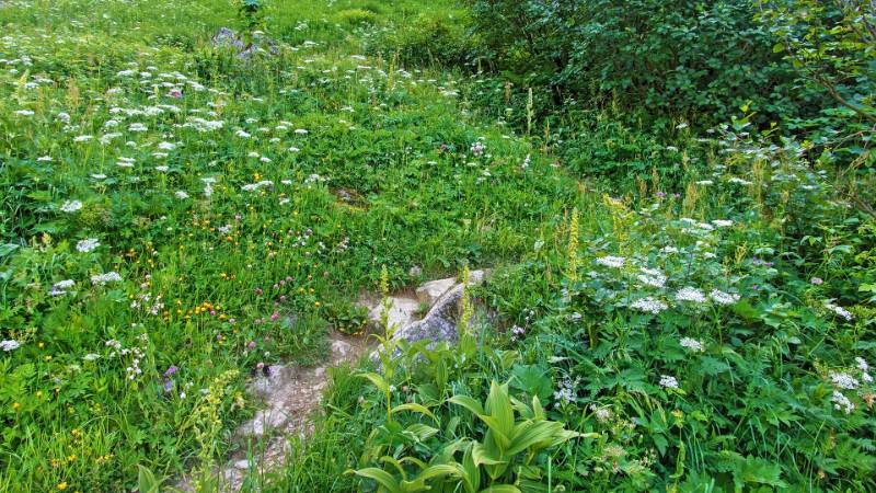 Üppige Pflanzen und Blüten
