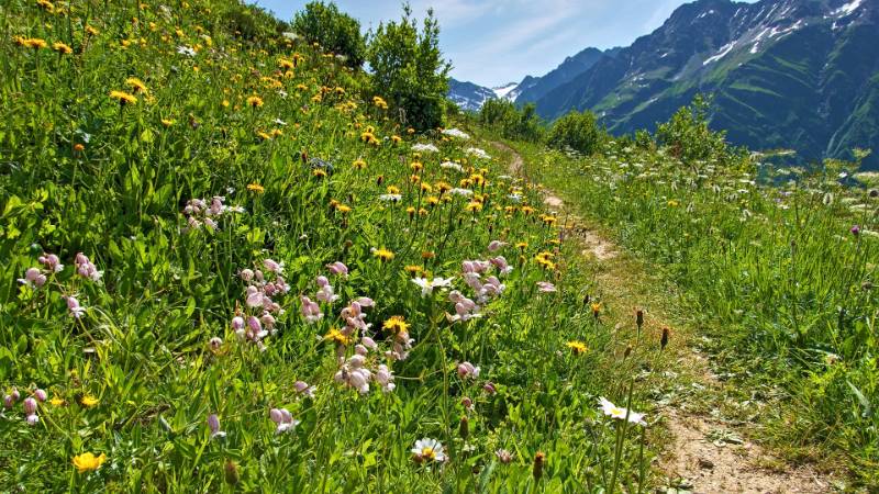 Viel Blumen