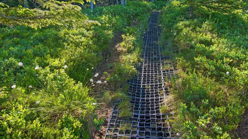 Sehr gut eingerichteter Wanderweg über das nasse Gelände