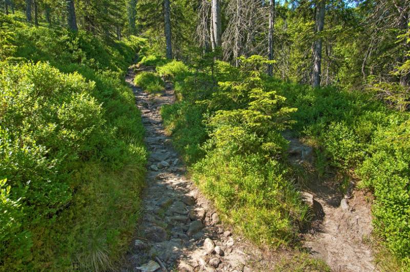 250620-Wanderung-Jaenzi-abLangis-04879_80_8101_ek_Balanced2