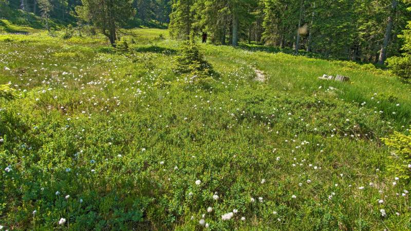 250620-Wanderung-Jaenzi-abLangis-04894_5_601_ek_Balanced2