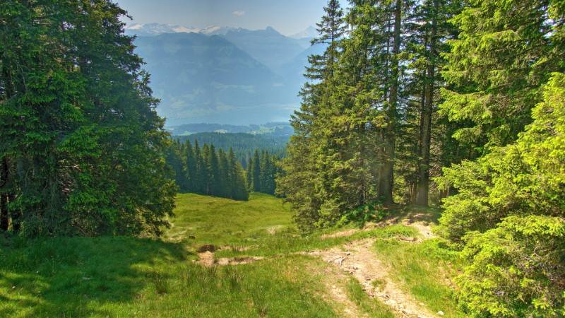 250620-Wanderung-Jaenzi-abLangis-04945_6_701_ek_Balanced2