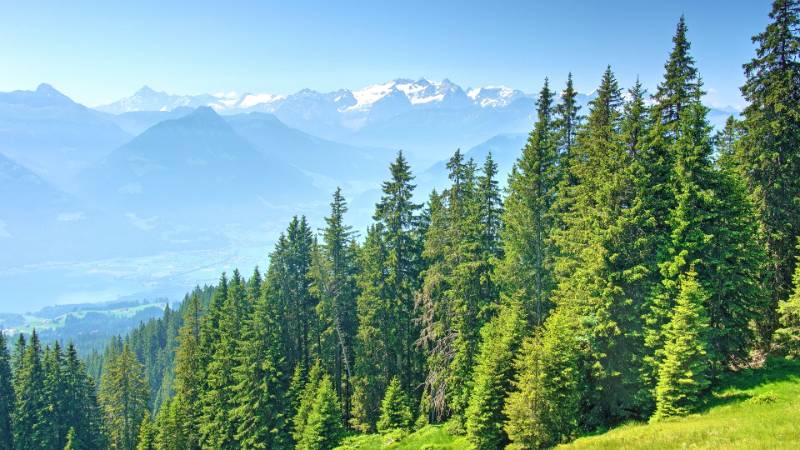 250620-Wanderung-Jaenzi-abLangis-04954_5_601_ek_Balanced2