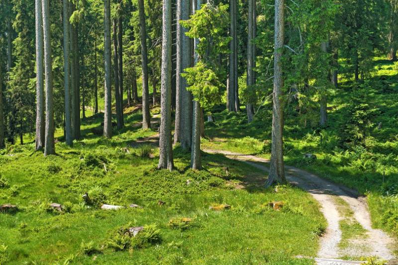 250620-Wanderung-Jaenzi-abLangis-04957_8_901_ek_Balanced2