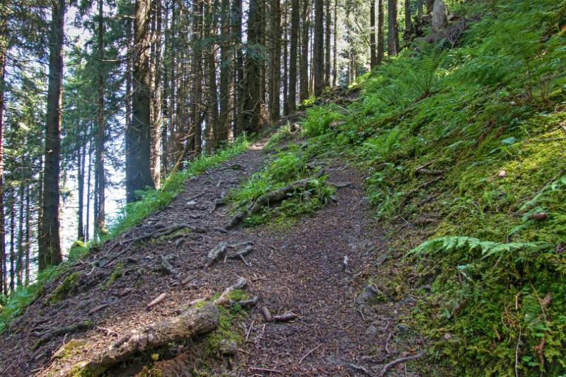 Im Wald