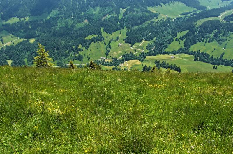 250617-Wanderung-auf-Schimberig-ab neuhuette-04804