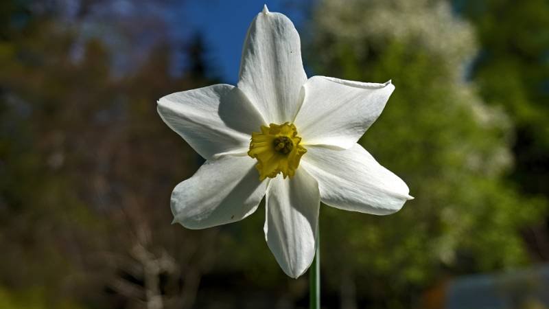 250419-narzissen-wanderung-glion-02539_40_41