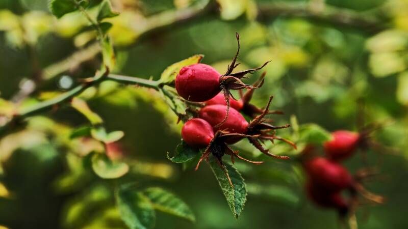 Herbst