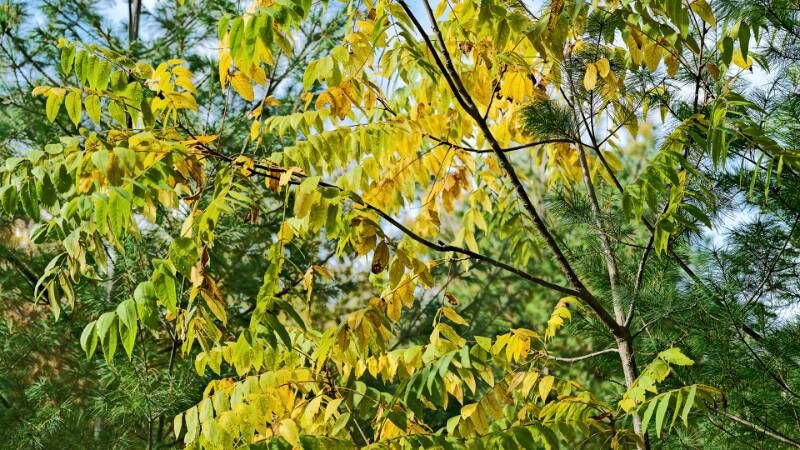 Sanfte, gelbe Farben