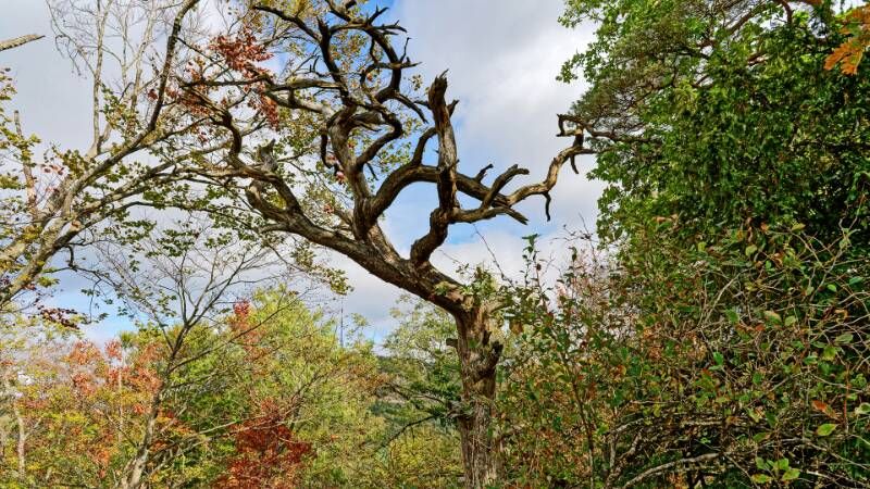 Gestorbener Baum mit gebogenen Ästen