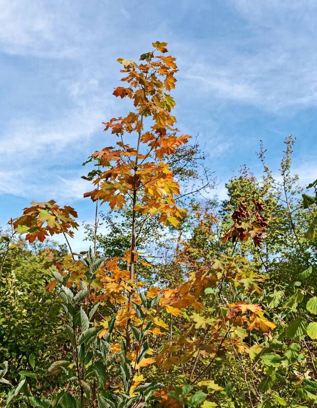 Farbiger Herbst