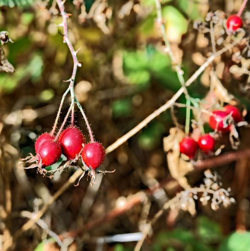 Herbst