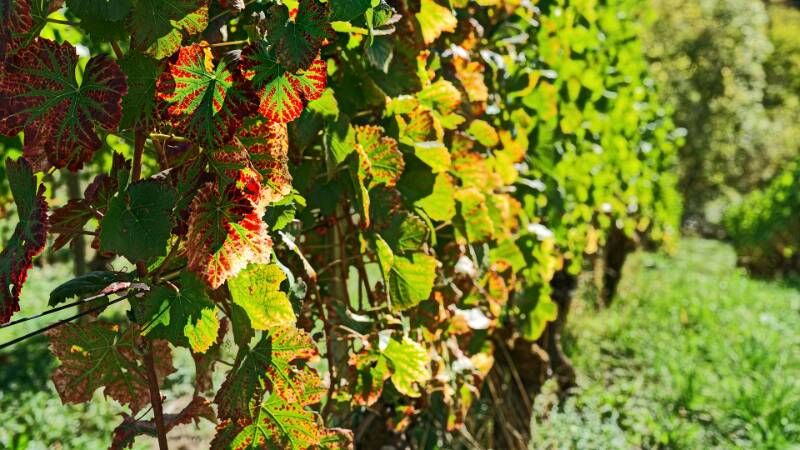 Herbst