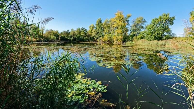 Schöner Weiher beim Kleindöttingen