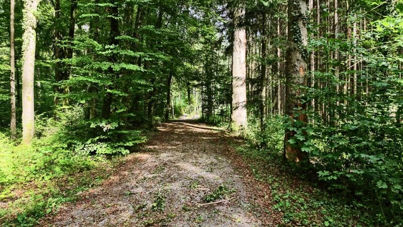 Auf der schönen Waldstrasse
