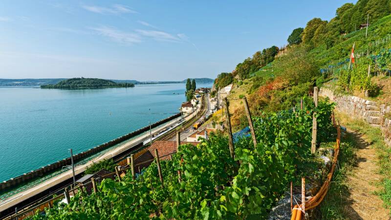 Auf dem schönen Weg über die Weinberge