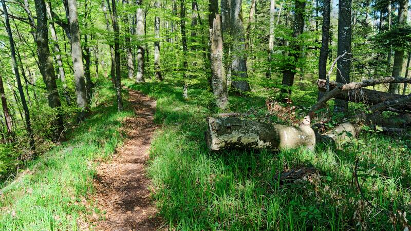 260416-rundwanderung-stein-am-rhein-01786x_7x_8x