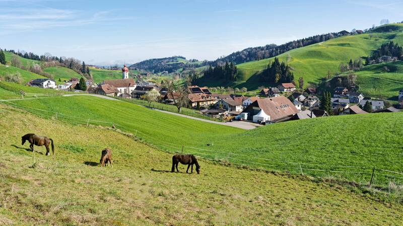 Luthern und die Pferde auf der Wiese