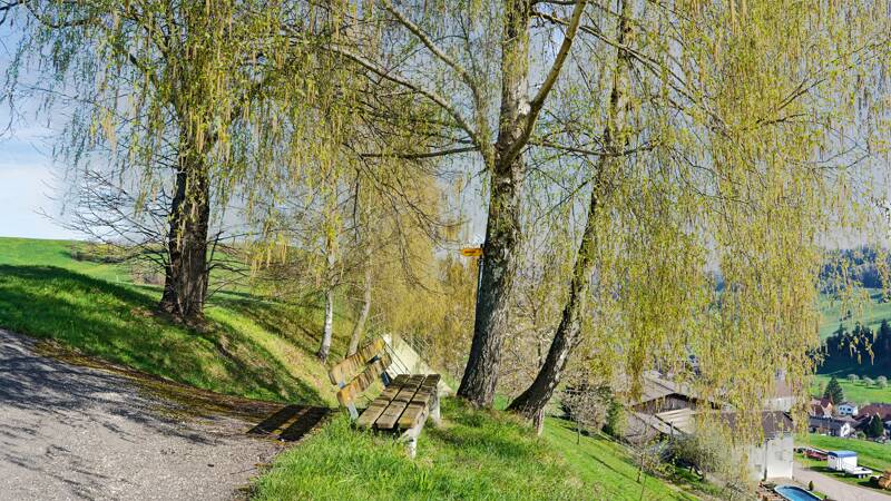 Das Bänkli unter den Birken