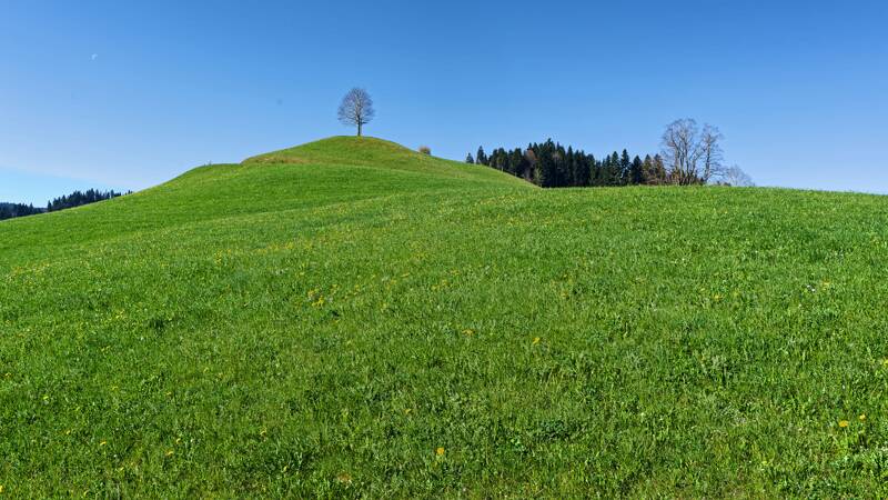 Einsamer Baum auf dem Hügel
