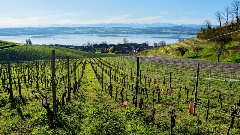 Weinberge und Murtensee