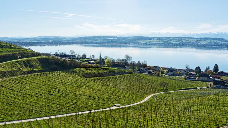 260405-mont-vully-01549x_50x_51x