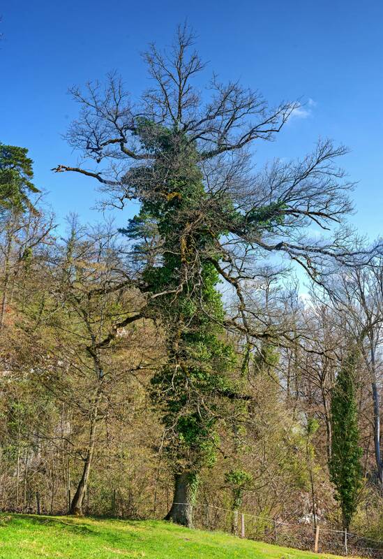 260402-stuermechopf-in-basel-landschaft-01480x_1x_2x