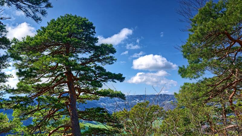 260402-stuermechopf-in-basel-landschaft-01495x_6x_7x