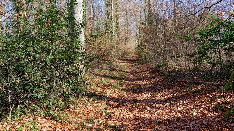 Gemütlich auf dem Waldweg