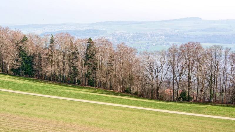 260307-Hochwacht-Homberg-eine-wanderung-bei-hallwilersee-01303x_4x_5x